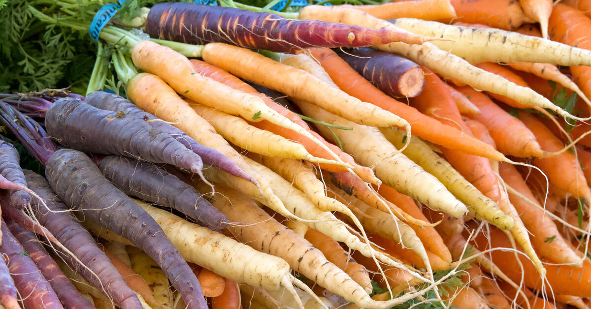 A close-up of a pile of several orange, purple, and yellow carrots in bundles secured by blue twist ties around the top.