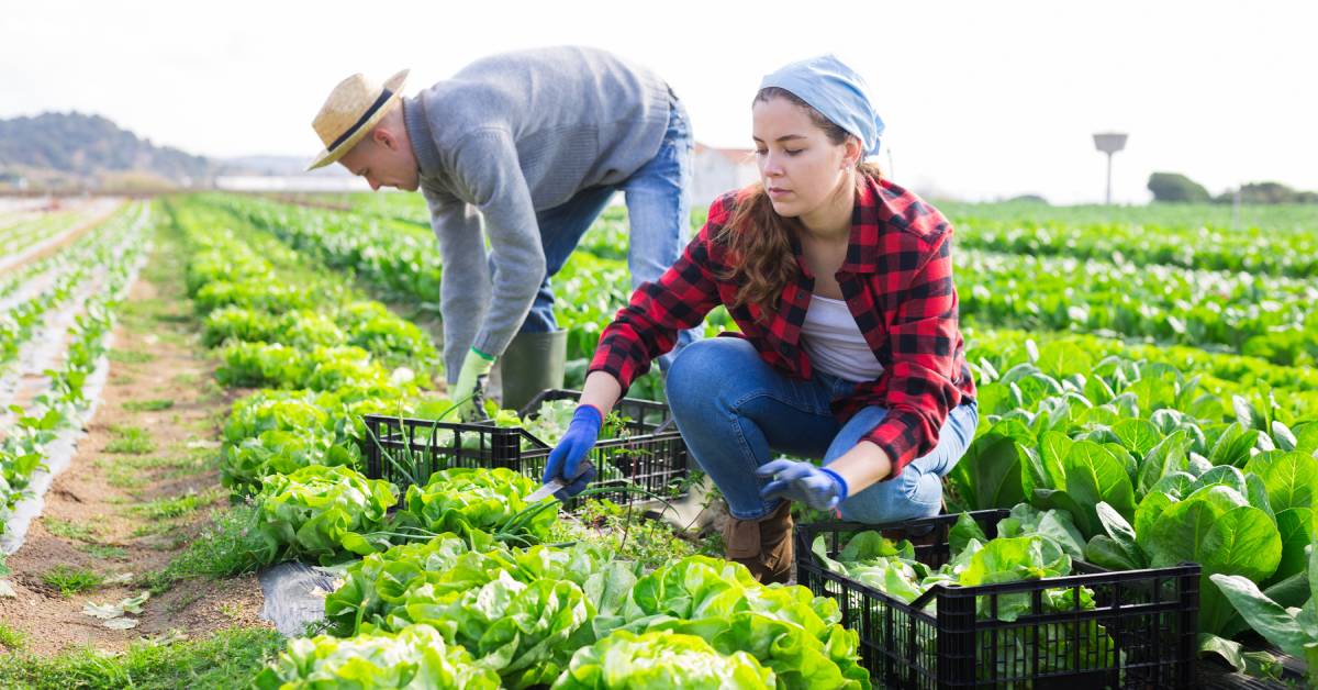 Two people in hats harvest green vegetables in a field during the day. One person stands while the other sits.