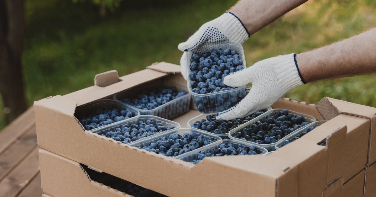 Closeup of someone’s hands and a stack of cardboard boxes holding several plastic containers of blueberries.