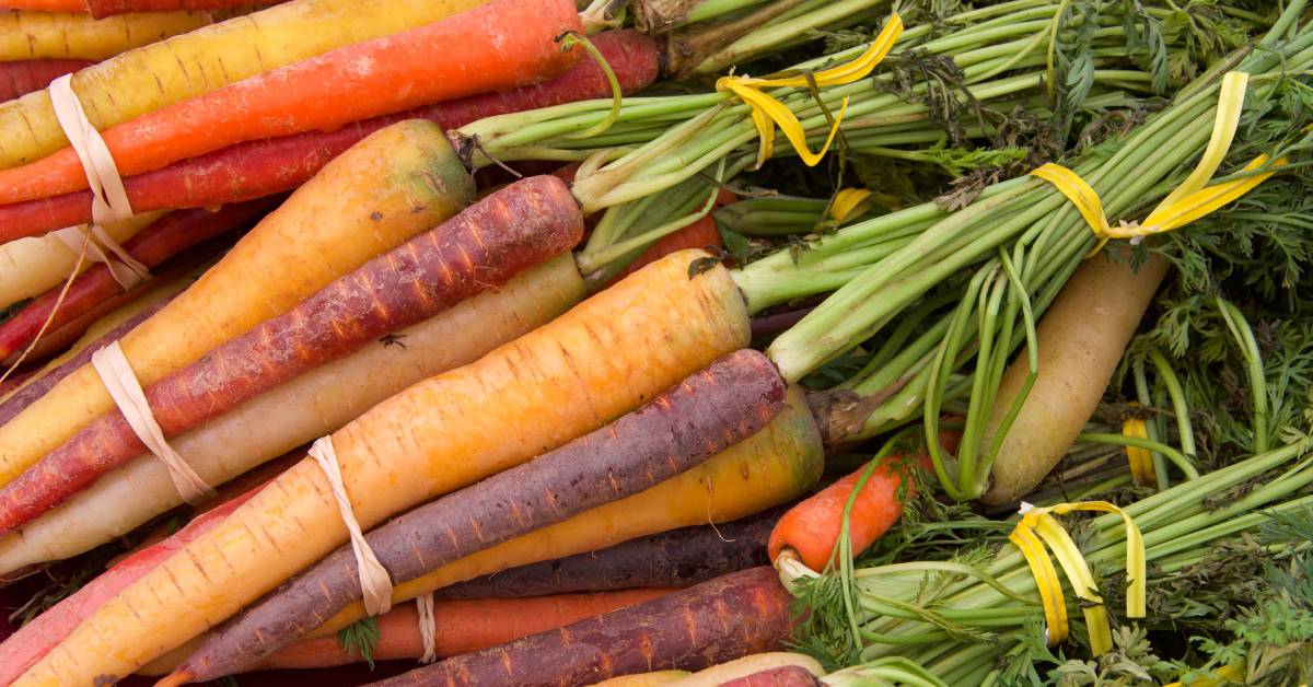 Closeup of several bundles of rainbow carrots secured by rubber bands and yellow plastic twist ties.