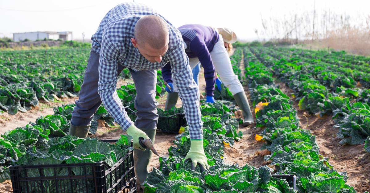 Three workers wearing gloves hunch over in a large field while placing green vegetables in baskets.